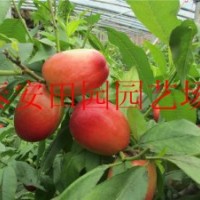 汶陽【《山桃》】三公分【《山桃》】五公分【《山桃價(jià)格》】