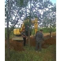 出售各規(guī)格柿子樹