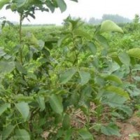 薄皮核桃苗/優(yōu)質高產(chǎn)核桃苗/優(yōu)質核桃樹