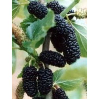 樹形開張花果極多的果桑苗