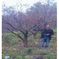 供應(yīng)遼寧本溪桓仁山楂樹(shù)