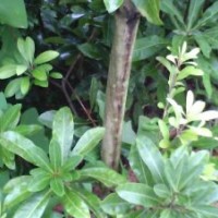 低價楊梅苗出售