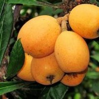 解放鐘枇杷小苗批發(fā)