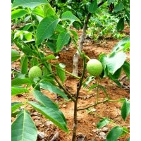 桃樹苗，核桃苗，蘋果苗，山楂苗，櫻桃苗