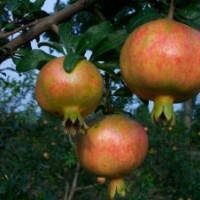 石榴苗、大紅袍石榴苗、蒙陽紅石榴苗、石榴樹苗
