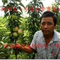 供應(yīng)潤太一號(hào)、柱狀蘋果苗