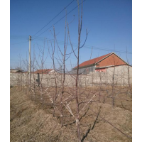 供應(yīng)3年生蘋果樹2-3公分蘋果樹
