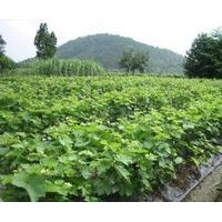 供應(yīng)葡萄苗 山西優(yōu)質(zhì)葡萄苗 品種核桃苗