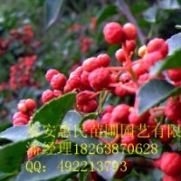 供應(yīng)山東花椒苗 價格便宜 當(dāng)年苗 0.6-2公分