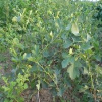 1米以上山楂苗 蘋果苗 柿子苗 桃樹(shù)苗 梨樹(shù)苗