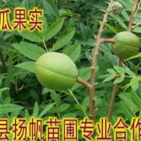 供應(yīng)木瓜苗，光皮木瓜苗，木瓜苗圖片，木瓜苗價格，30公分-1.5米