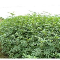 花椒苗 供應(yīng)花椒苗 優(yōu)質(zhì)花椒苗