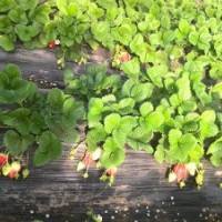 報(bào)價(jià)草莓種苗 優(yōu)質(zhì)草莓苗北京價(jià)格品種