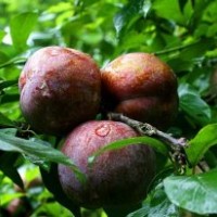 供應遲熟三華李子苗 無病毒健壯成活率高 全國銷量....果苗網