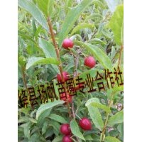 現(xiàn)貨出售歐梨苗（鈣果苗）鈣果苗價格，鈣果苗種植技術(shù)