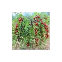 供應(yīng)優(yōu)質(zhì)鈣果苗 鈣果苗批發(fā) 質(zhì)優(yōu)價(jià)廉