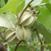 大量供應(yīng)翅果油苗