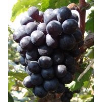 遼峰大棚葡萄苗