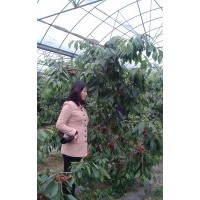 大量供應大櫻桃樹苗