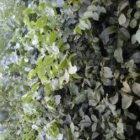 提供優(yōu)質(zhì)核桃樹苗