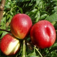 云南昆明李子苗葡萄苗