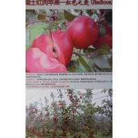 遼寧省新品種蘋果苗