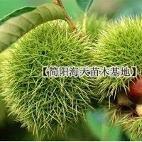 嫁接板栗苗，基地好品種板栗，結(jié)果快效益高