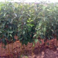 遼寧寒富蘋果苗