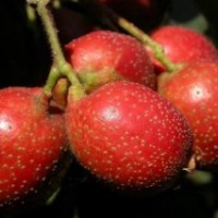 側(cè)柏苗 白皮松 油松 華山松 北欒樹苗 合歡苗