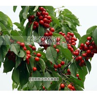 車厘子樹苗品種,新品種車厘子苗,嫁接車厘子苗