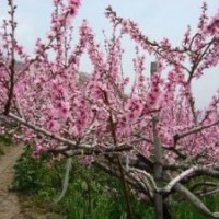 桃樹、杏樹、山楂樹、柿子樹、蘋果樹供應(yīng)