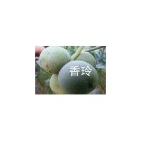 品種核桃苗 山楂苗 棗樹苗 柿子苗 梨樹苗低價(jià)出售