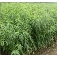 供應(yīng)各種果樹幼苗