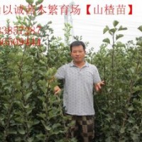 1公分山楂樹0.8以上山楂樹