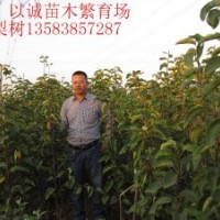 1公分梨苗*0.8以上園圃苗