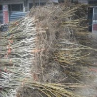 出售核桃苗，品種核桃苗價格，香玲核桃苗供應(yīng)