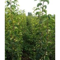 優(yōu)質(zhì)梨樹苗價(jià)格，晚秋黃梨樹苗供應(yīng)，梨樹苗品種