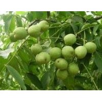 重慶核桃苗種植，重慶核桃苗管理，重慶核桃苗種植技術