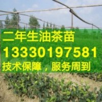 江西省宜春市高產(chǎn)油茶苗,袁州區(qū),奉新,萬載縣嫁接油茶樹苗價格