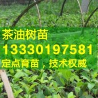 福建省福州市高產(chǎn)油茶苗,福清市,長(zhǎng)樂(lè)嫁接油茶樹(shù)苗價(jià)格