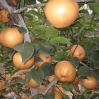 臨沂梨樹(shù)苗圖片，臨沂梨樹(shù)苗批發(fā)，臨沂梨樹(shù)苗價(jià)格，臨沂梨樹(shù)苗