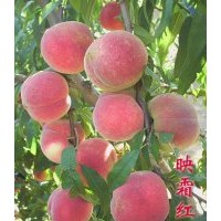 耐低溫，耐儲(chǔ)存的桃苗，迎霜紅桃苗，迎霜紅桃苗大量批發(fā)