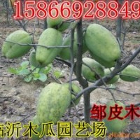 山東木瓜樹(shù)苗價(jià)格