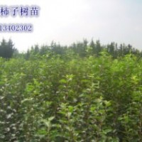 大量供應(yīng)柿子樹苗，服務(wù)走到，價格合理