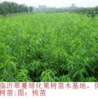 供應(yīng)下半年苗木；海棠 長壽果 桃苗 山楂苗 蘋果苗 葡萄苗