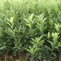 楊梅苗 枇杷苗 桃苗 金銀花苗