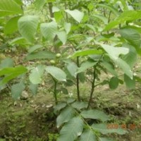 供應(yīng)：核桃苗、棗苗、櫻桃苗