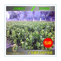 1年生廣東【佛手苗】高30-40CM 免郵費(fèi) 送《佛手種植技術(shù)教程》