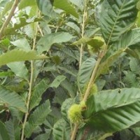 最新板栗苗價格