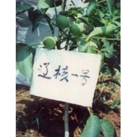 核桃苗，核桃苗，核桃苗，核桃苗，占地核桃苗，